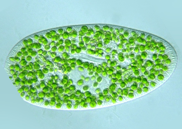 Paramecium bursaria with Micractinium reisseri endosymbiont