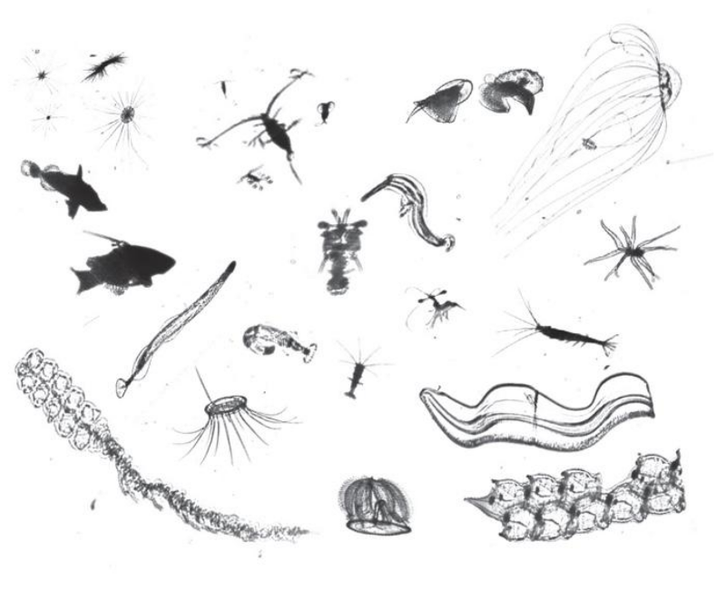 Image classification of plankton
